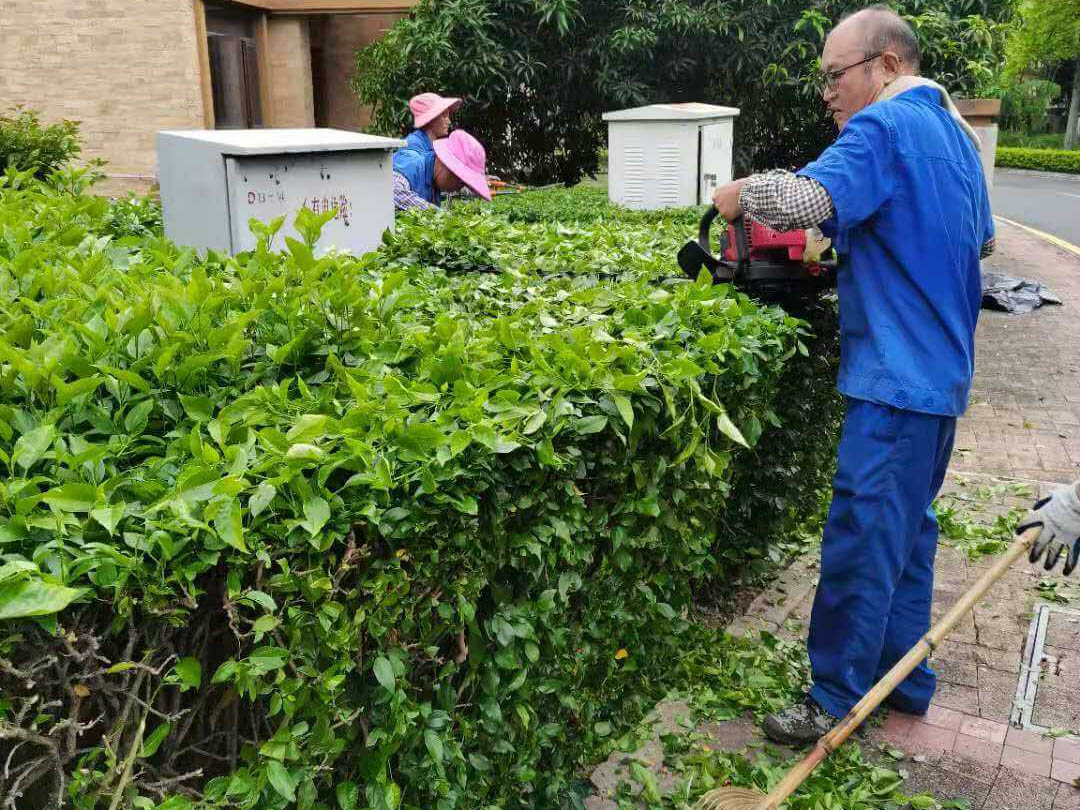深圳觀湖園冬季小區(qū)綠化養(yǎng)護工作