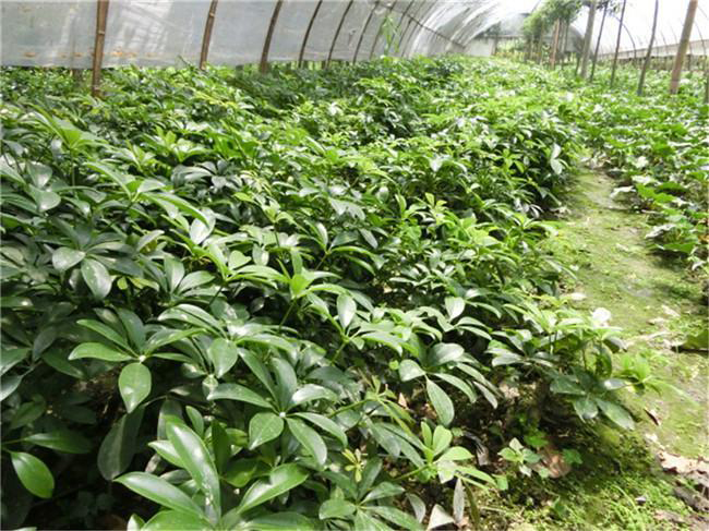 綠化苗木的養(yǎng)護