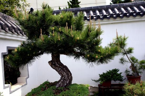綠化植物松樹盆景的養(yǎng)護