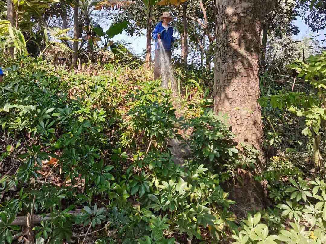 工廠綠化養(yǎng)護(hù)澆水