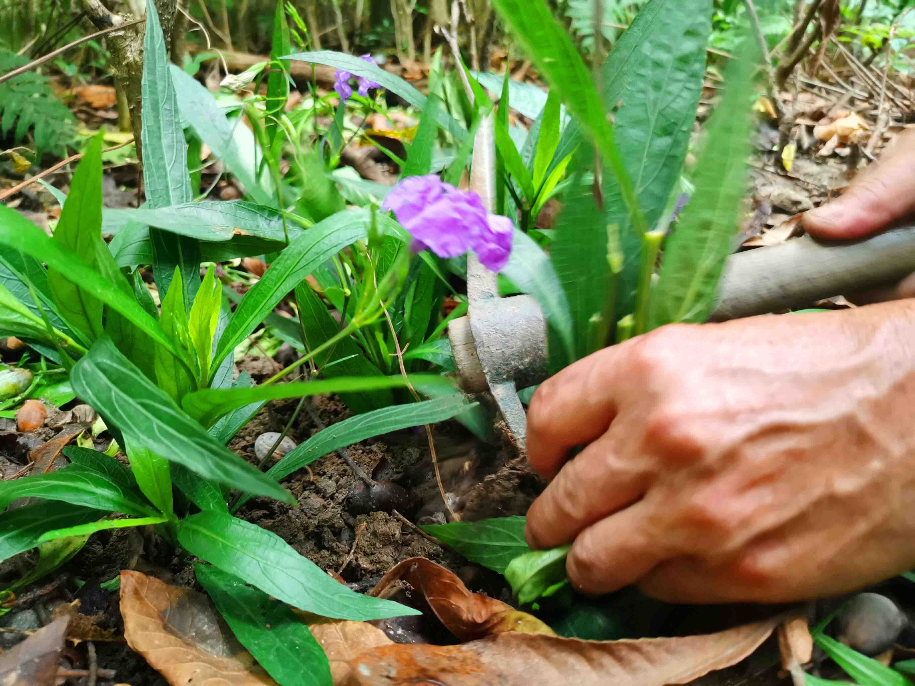 植物補(bǔ)植