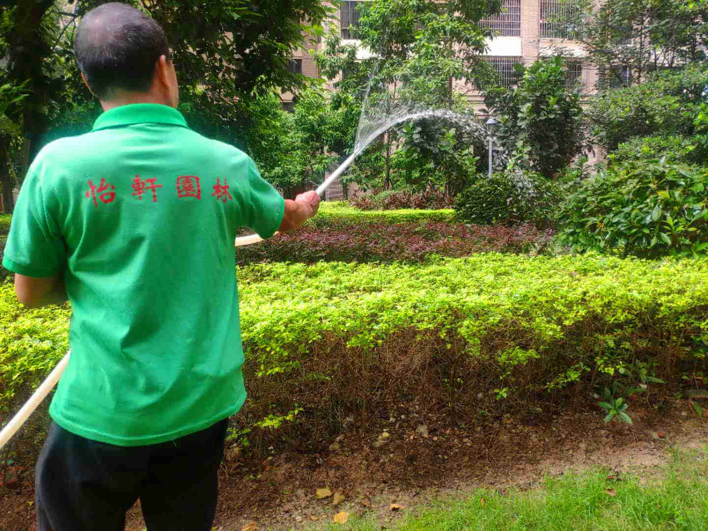 園林綠化公司的工人對(duì)植物進(jìn)行澆水