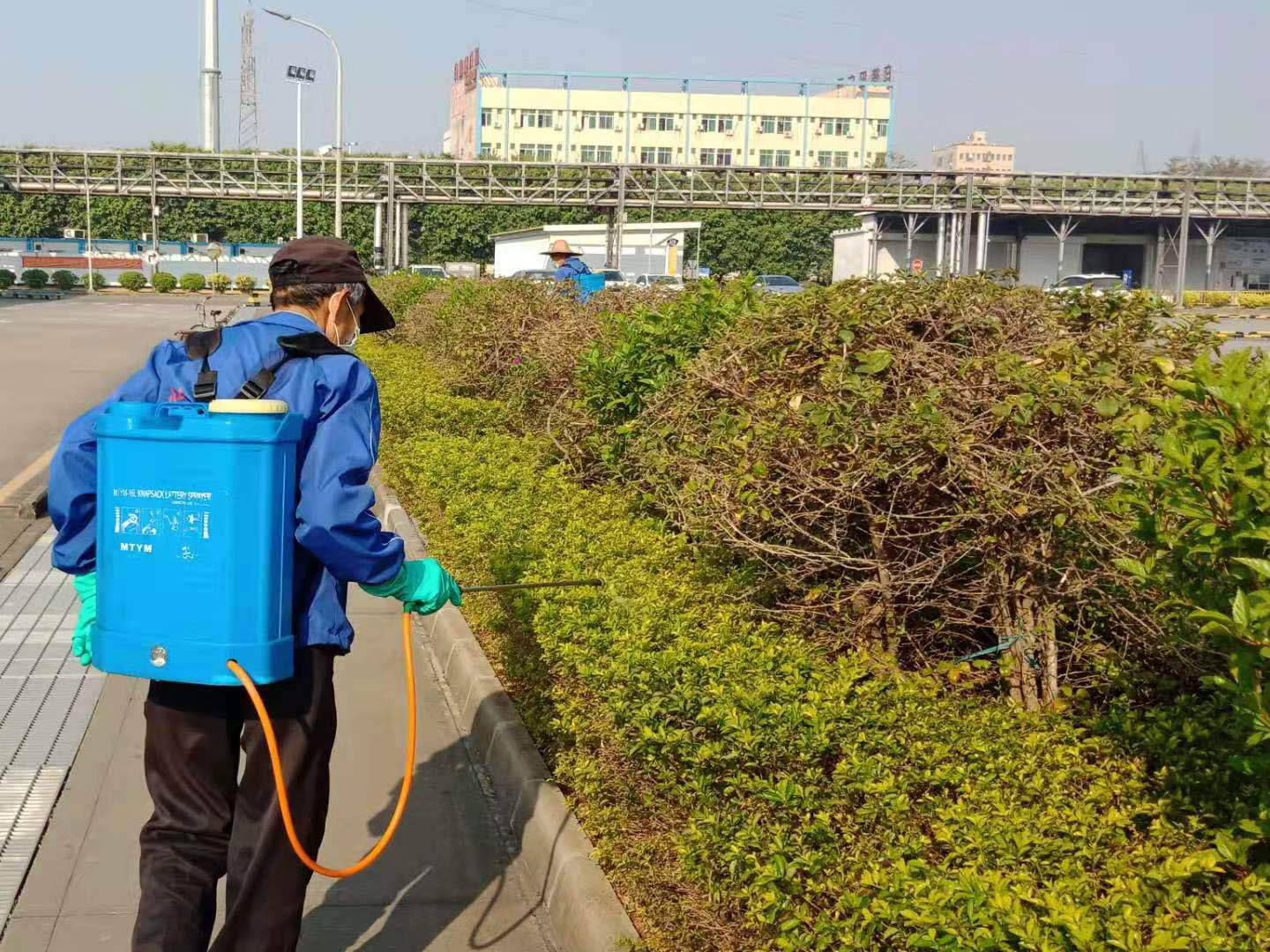 園林綠化公司工人加強(qiáng)病蟲(chóng)害防治的工作