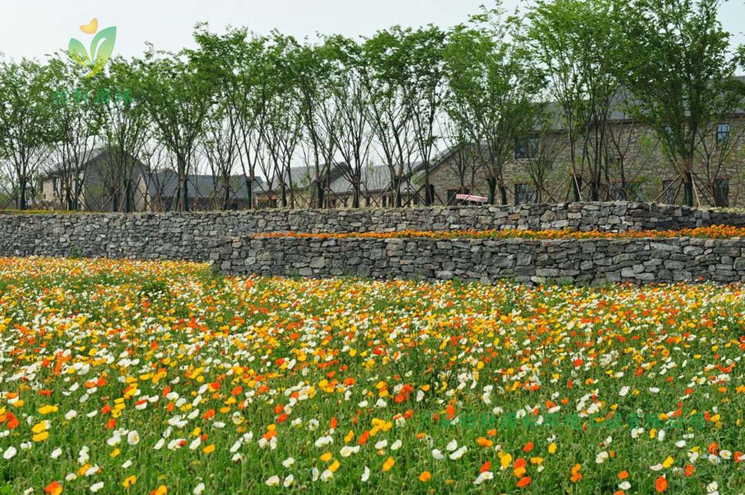 宿遷三臺山森林公園衲田花海景觀設(shè)計效果圖