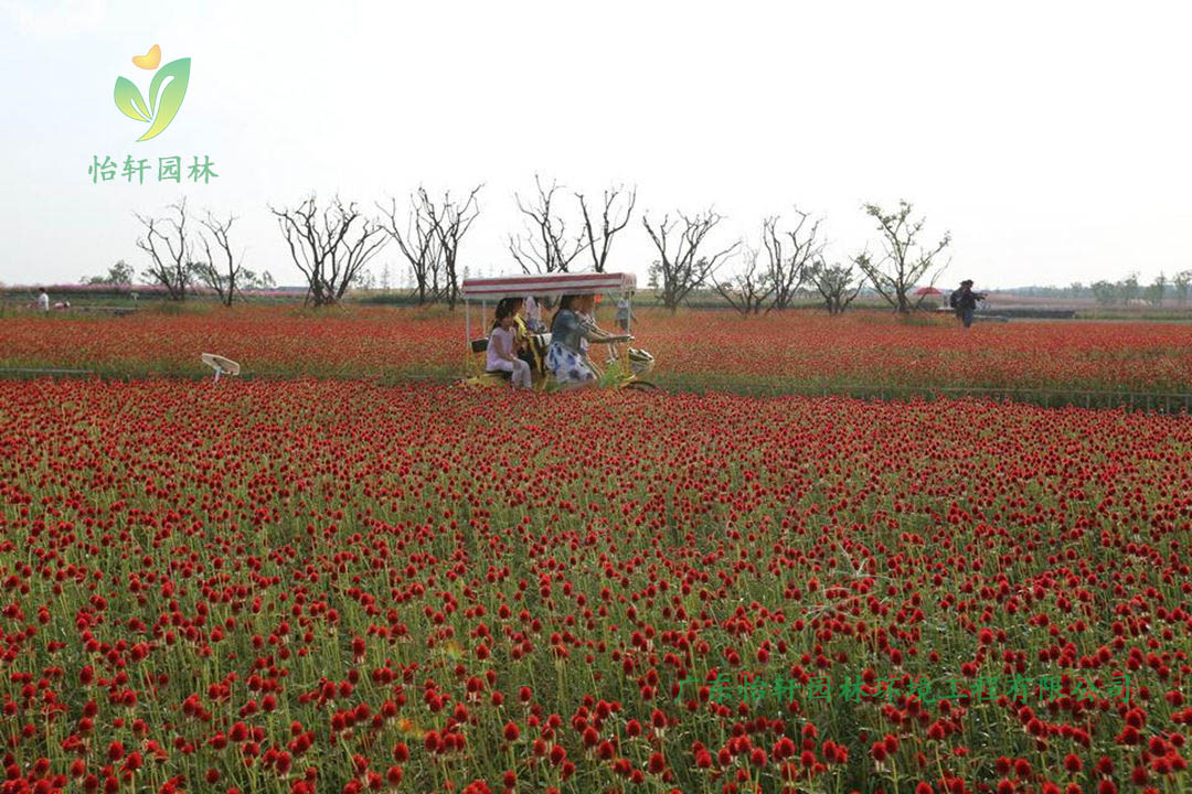 宿遷三臺山森林公園衲田花海景觀設(shè)計效果圖