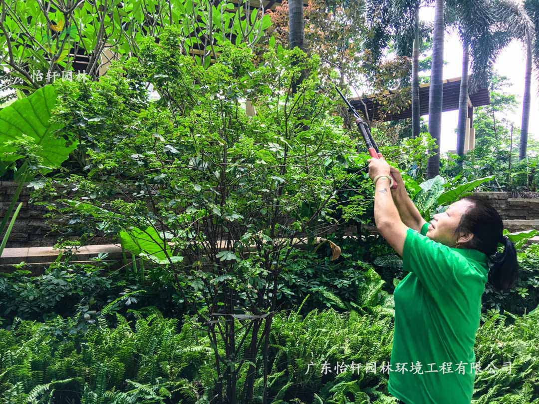 廣州荔灣區(qū)逸翠灣小區(qū)綠化養(yǎng)護