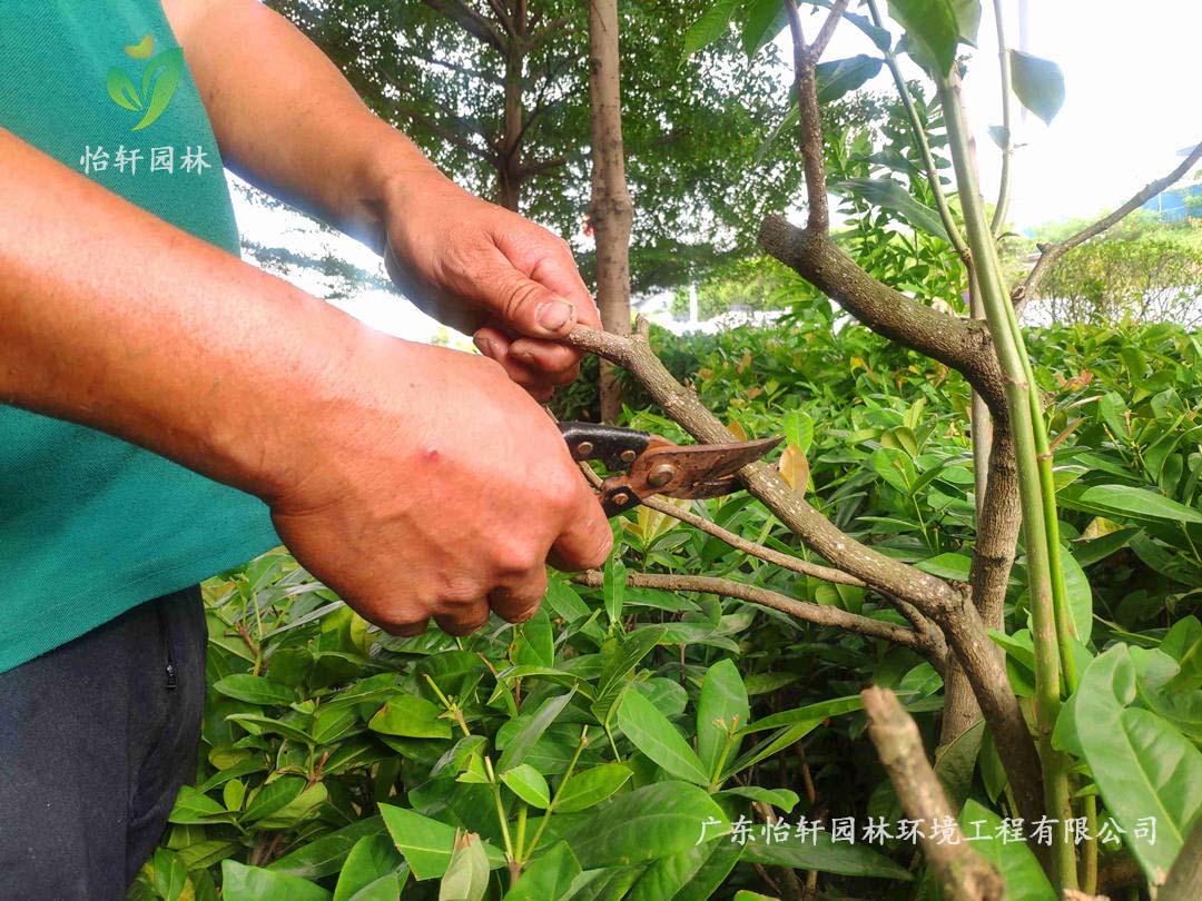 佛山瀚藍綠電固廢處理工廠綠化養(yǎng)護