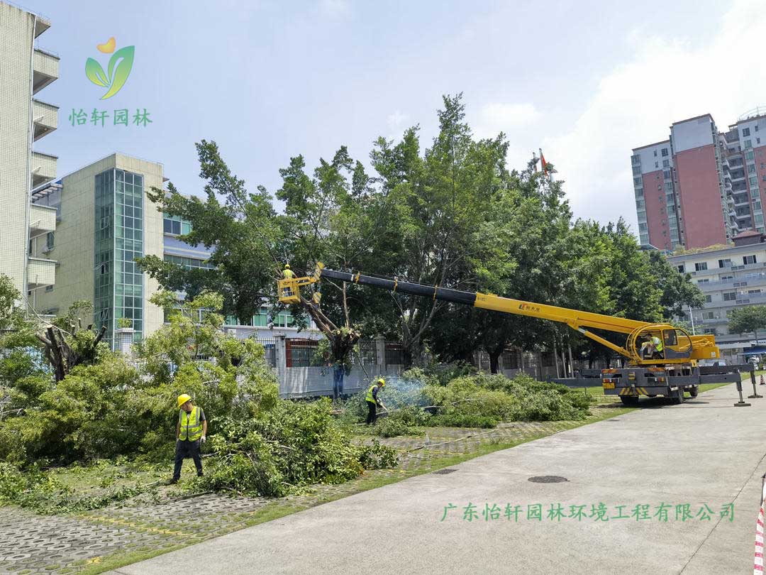 怡軒園林綠化公司采用高空吊車修剪榕樹