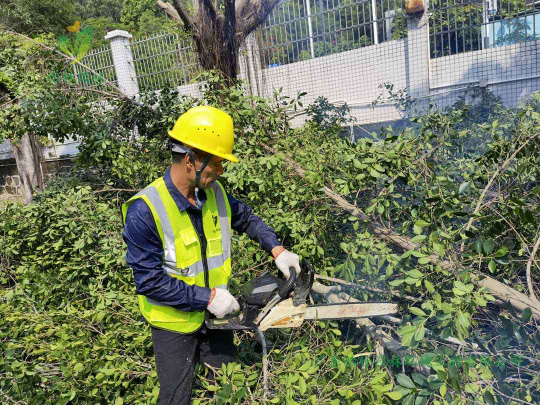 怡軒園林綠化公司修剪工人鋸掉榕樹的樹枝