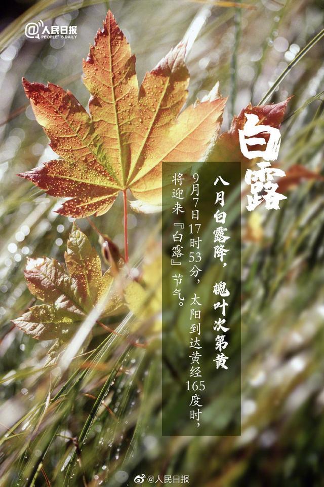 園林綠化公司：露從今夜白，夜自此日涼；今日白露！