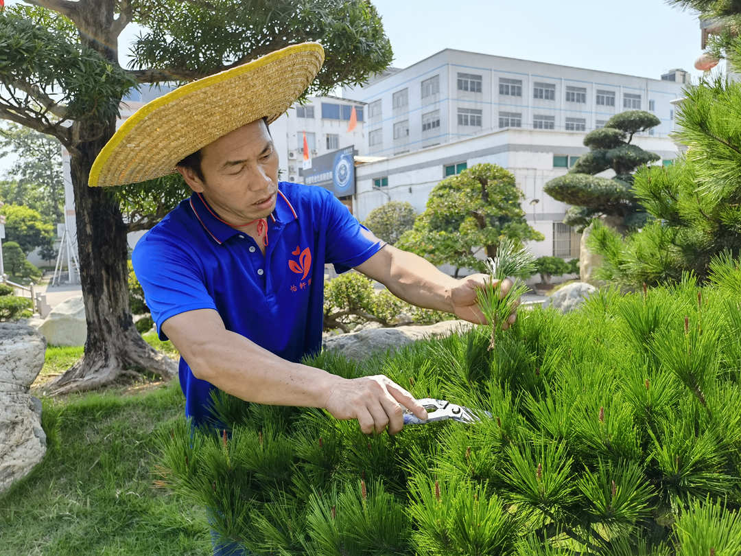 工廠綠化養(yǎng)護修剪