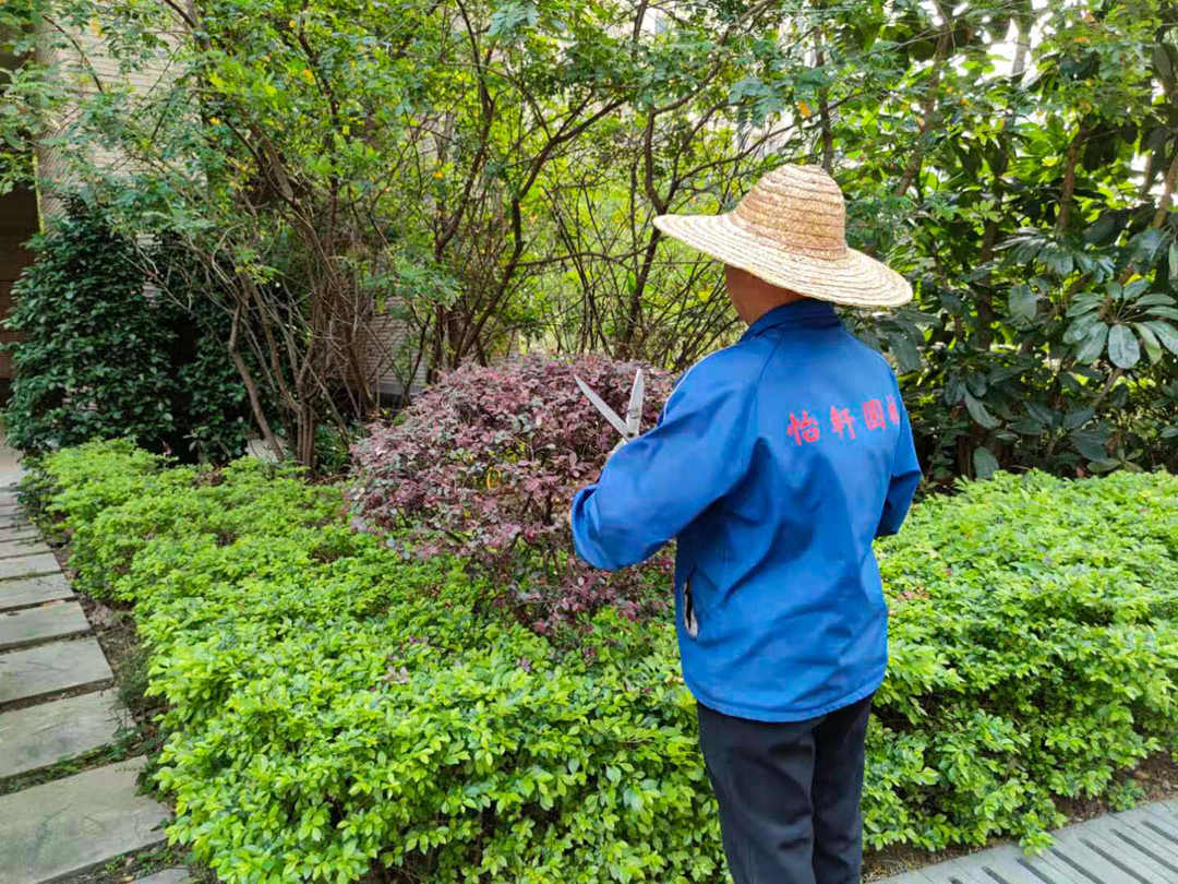 小區(qū)綠化養(yǎng)護修剪