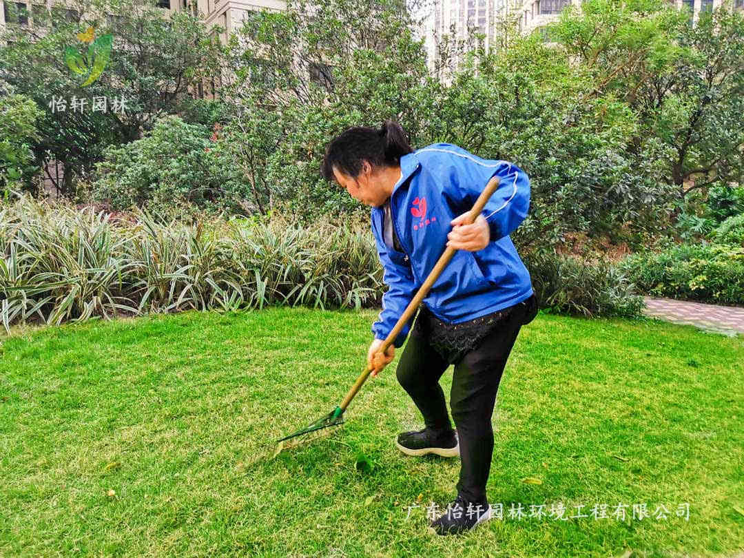 小區(qū)綠化養(yǎng)護清理落葉