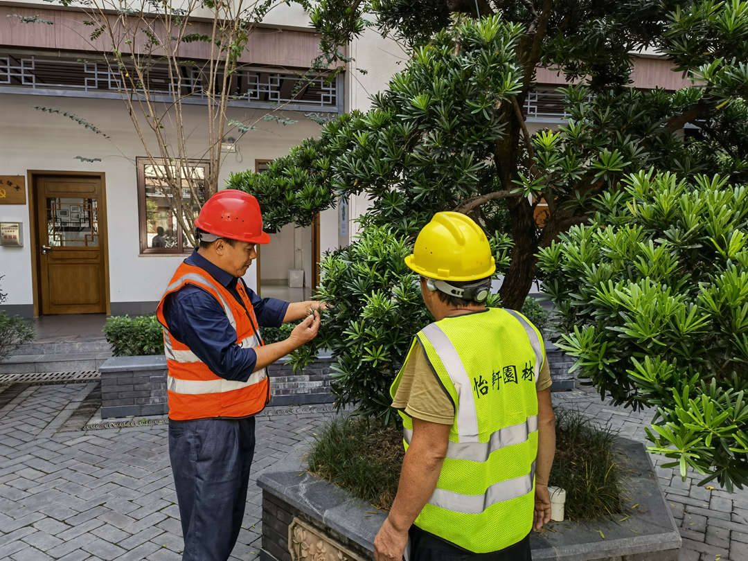 怡軒園林綠化公司李主管講解植物修剪知識(shí)