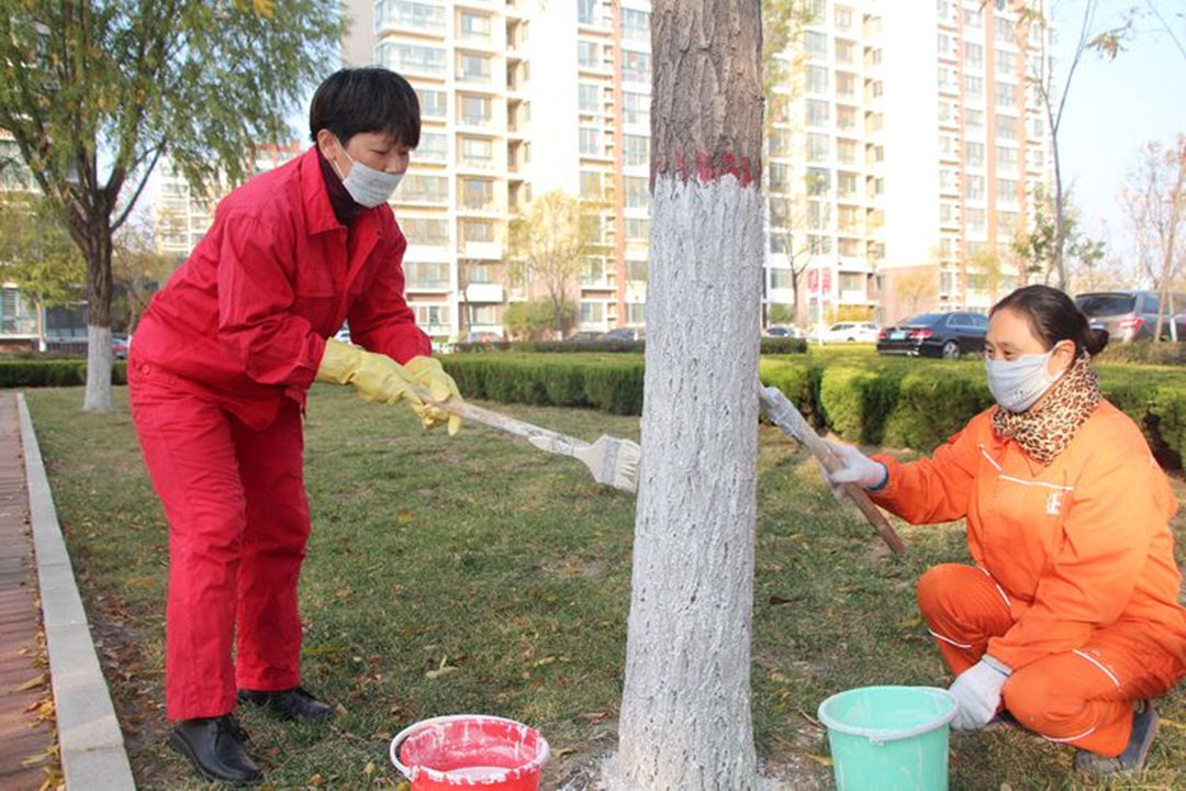 綠化公司對小區(qū)綠化苗木進行涂白