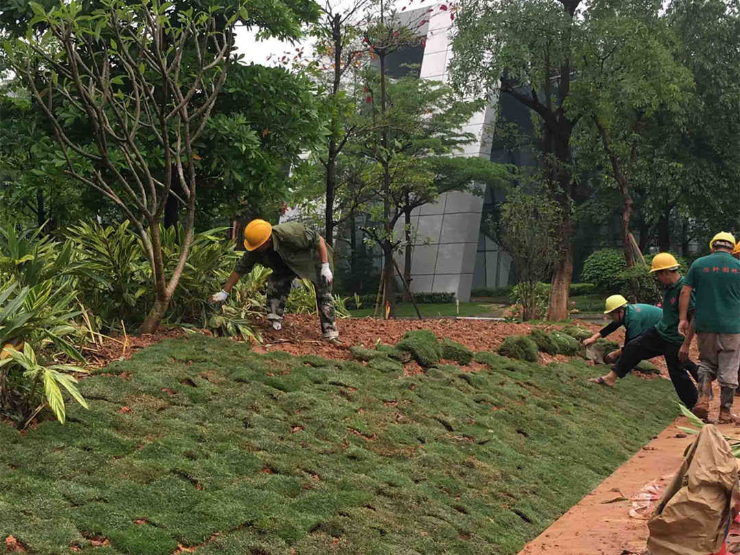 園林綠化工程鋪植草坪