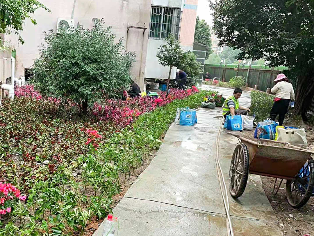 小區(qū)綠化養(yǎng)護補植工作