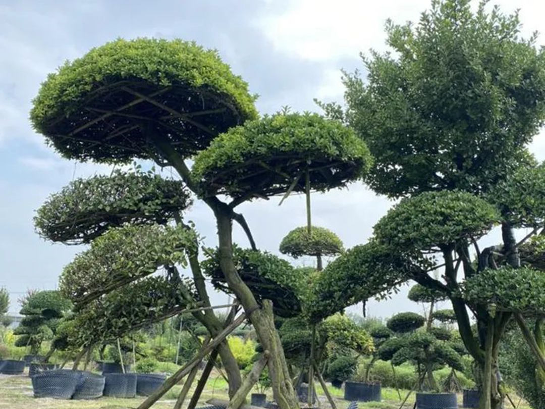 一樹成景，這幾種苗木適合高端庭院綠化工程種植！