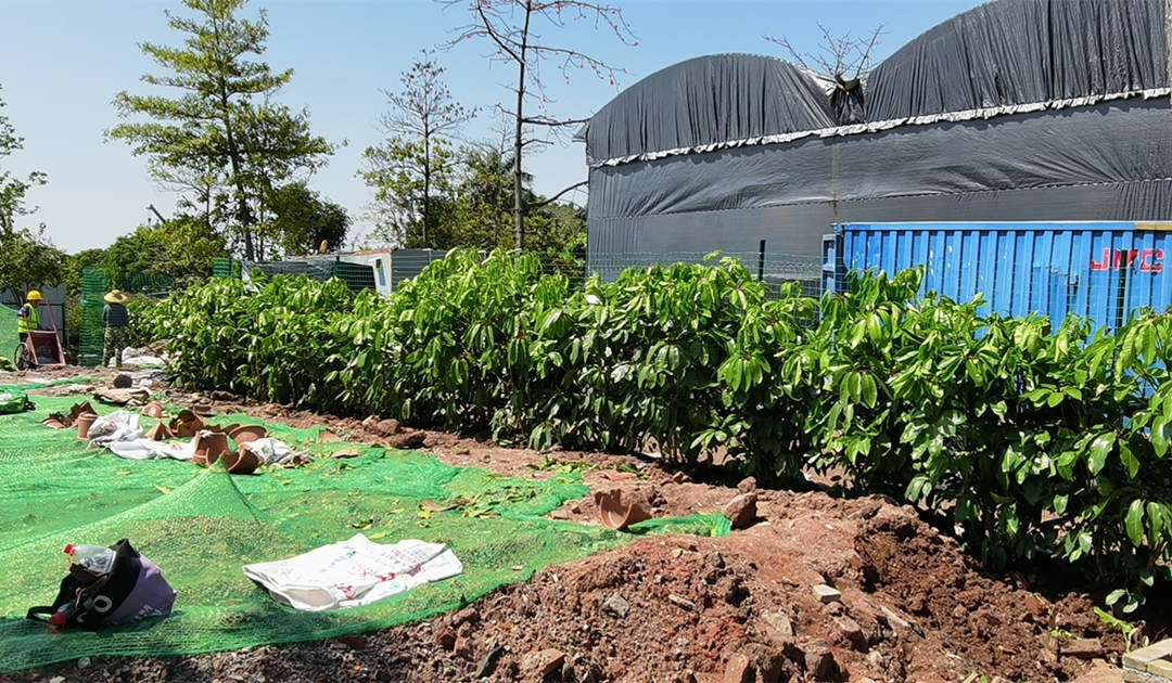 雄橋會(huì)所園林綠化工程外圍大葉傘種植完成