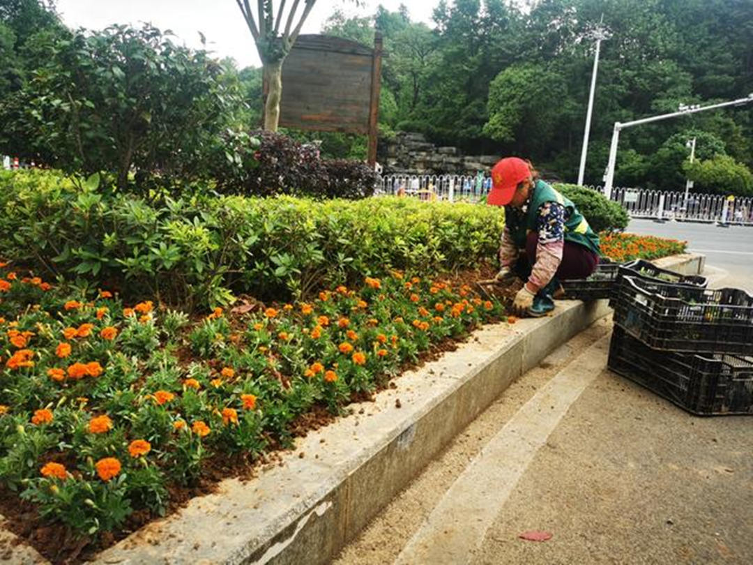 園林綠化公司工人正在補植