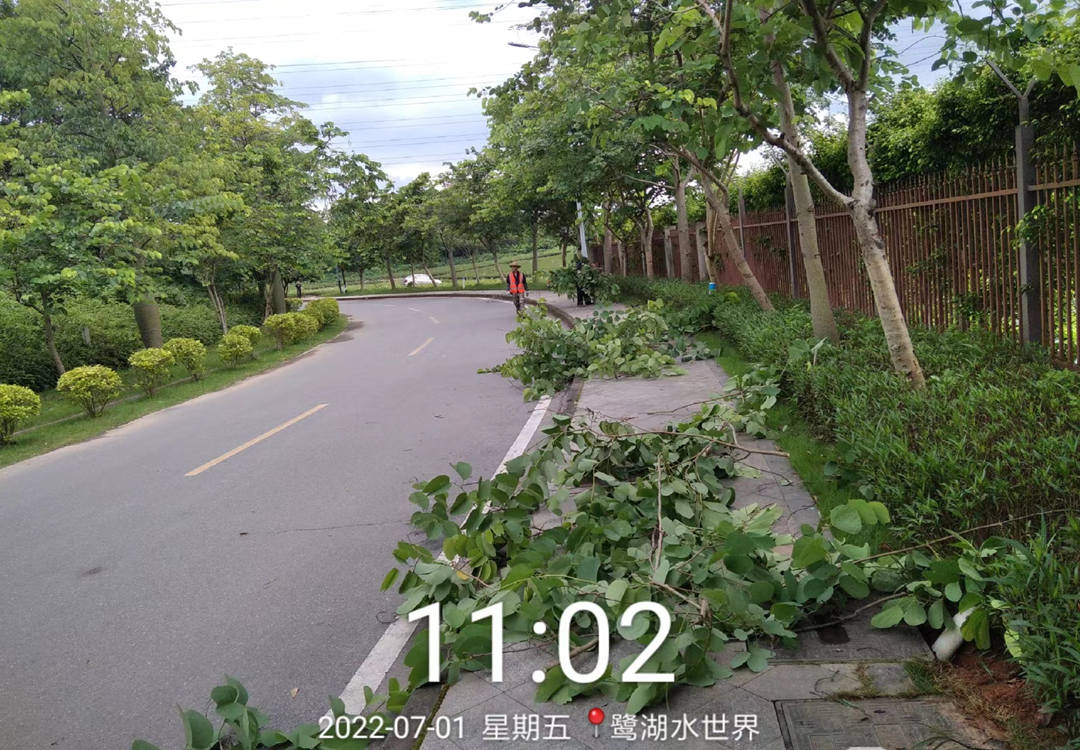 美的鷺湖度假區(qū)行道樹樹種修剪清理