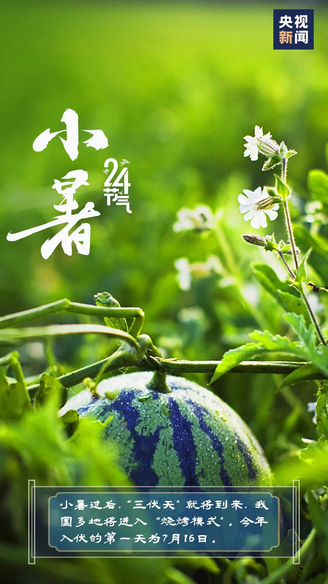 園林綠化公司：今日小暑