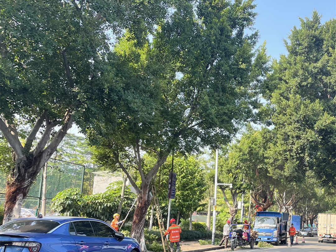 園林綠化養(yǎng)護工人修剪大樹樹枝