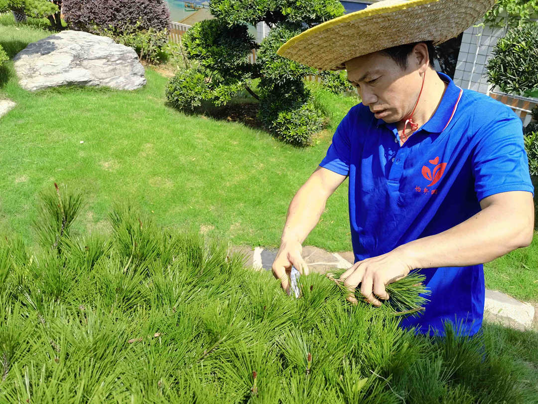 園林綠化養(yǎng)護(hù)植物整形修剪
