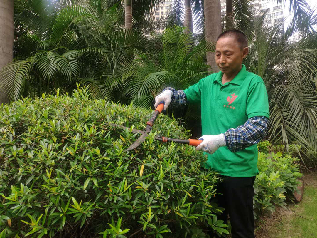 保利小區(qū)綠化養(yǎng)護修剪