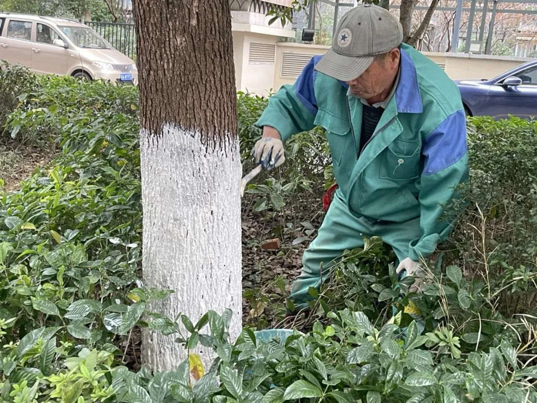 園林綠化養(yǎng)護樹木涂白