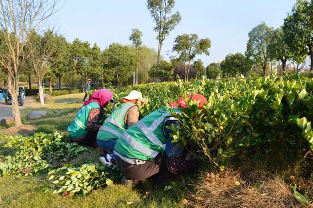 園林綠化養(yǎng)護(hù)補(bǔ)植工作