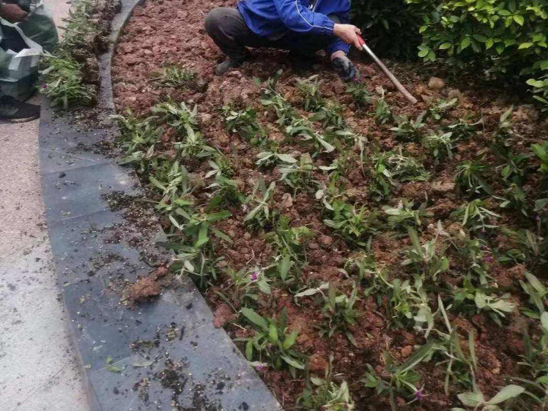 綠化養(yǎng)護補植