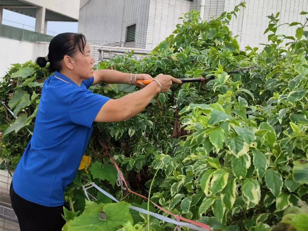 綠化養(yǎng)護修剪
