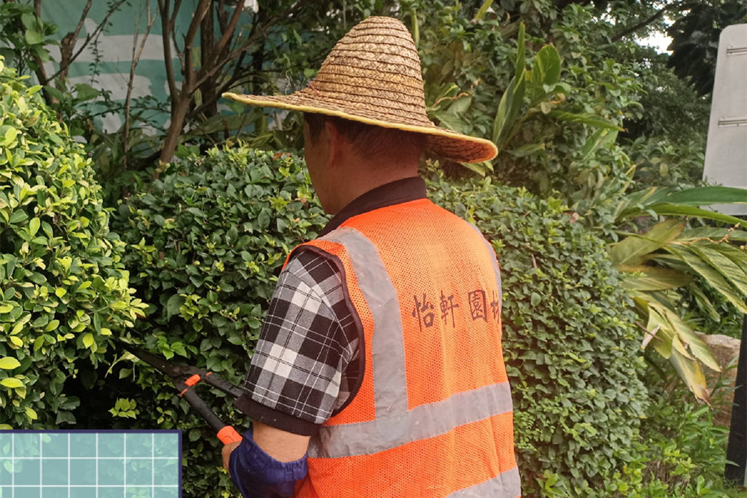 景區(qū)園林綠化養(yǎng)護秋季修剪
