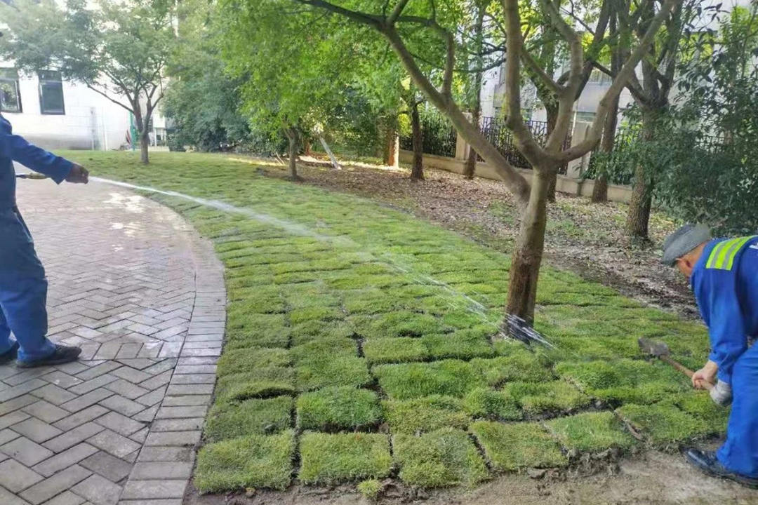 園林綠化養(yǎng)護鋪植后澆水