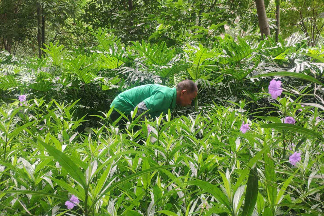 園林綠化養(yǎng)護(hù)清理雜草