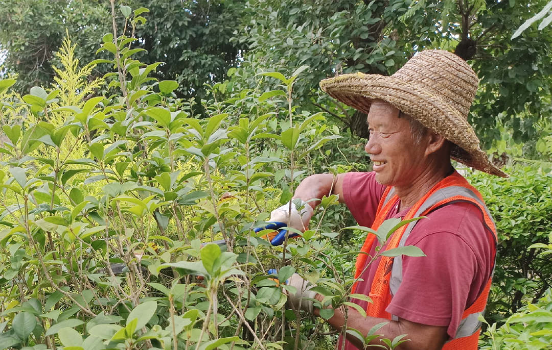 深秋綠化養(yǎng)護修剪