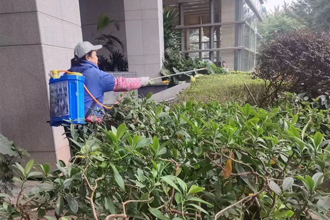 廣州逸翠灣小區(qū)冬季綠化養(yǎng)護
