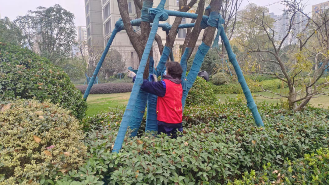 園林綠化養(yǎng)護樹干裹干防寒