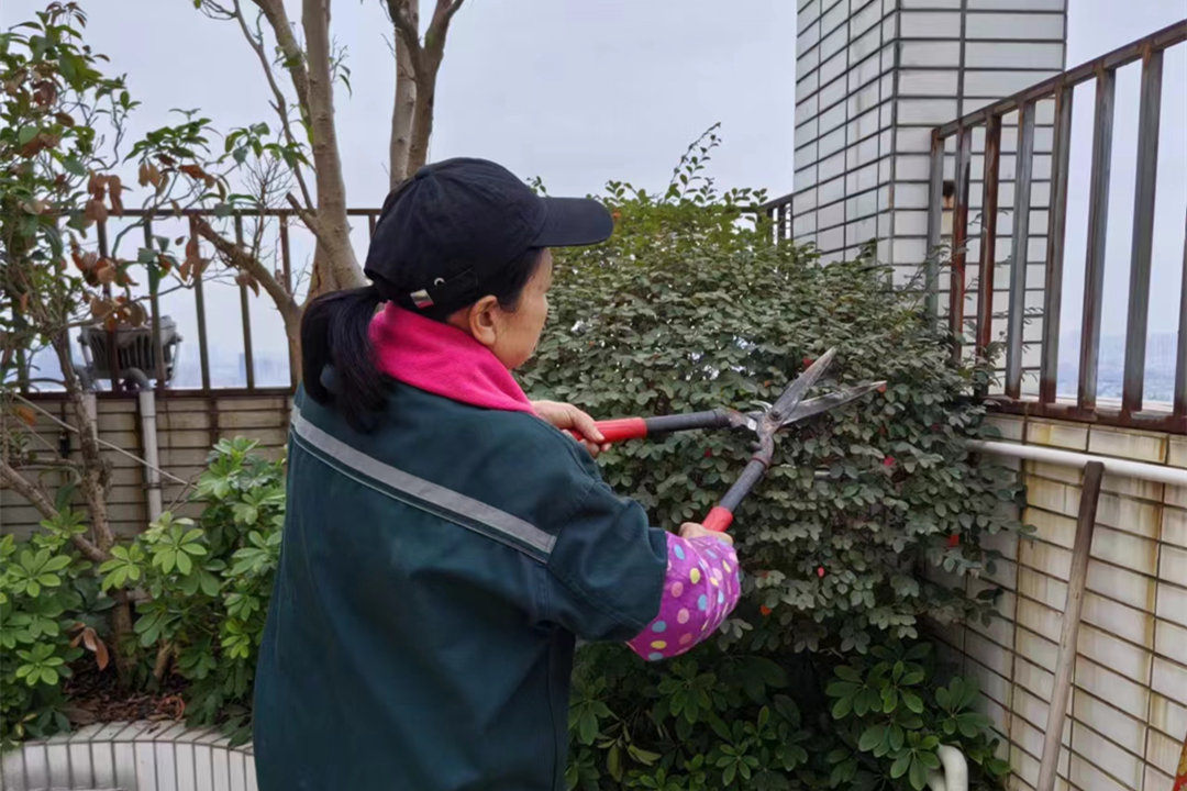園林綠化養(yǎng)護整形修剪